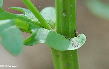 leaf auricle