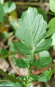 leaf underside