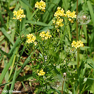 Yellow Rocket plant