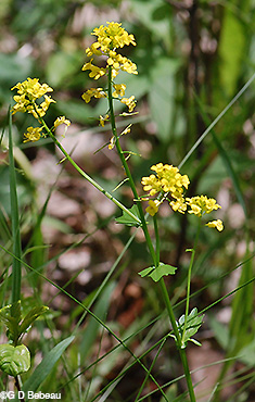 Flower racemes