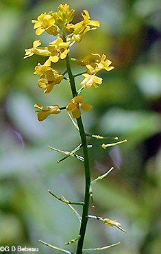 Seed pods