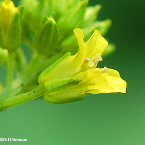 Sepals