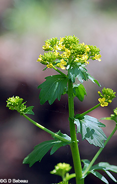 Upper stem