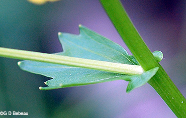 Upper leaf