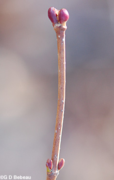 American Cranberry twig
