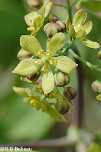 Blue Cohosh
