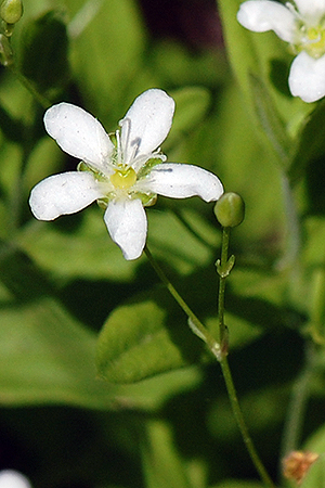 Inflorescence