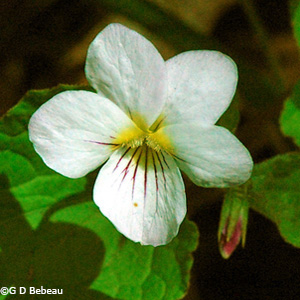 Canada Violet