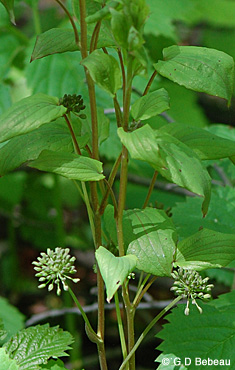 Upright Carrion Flower Vine