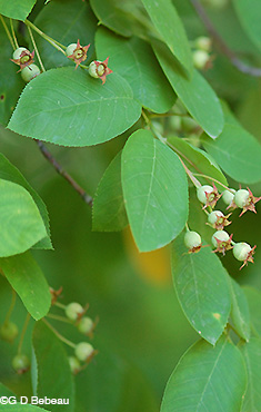Downy Serviceberry  leaf