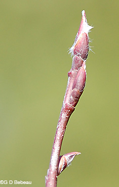 Downy Serviceberry twig