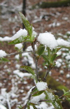 Elderberry in snow late April 