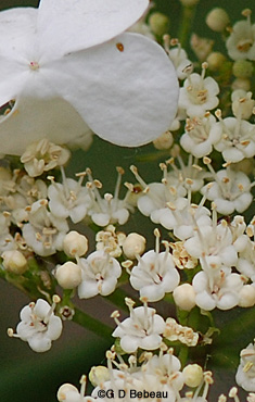 European Cranberry inner flowers