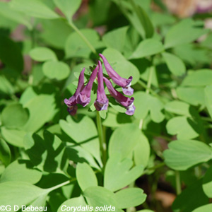 Pale Corydalis