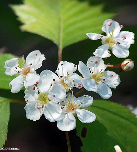 Hawthorn flowers