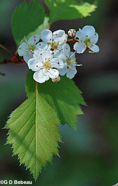 Hawthorn Flower cluster