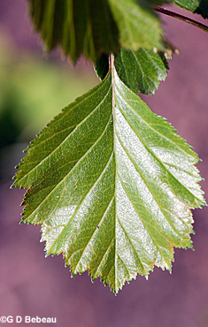 Hawthorn leaf