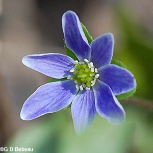 Blue Sharp-lobed Hepatica