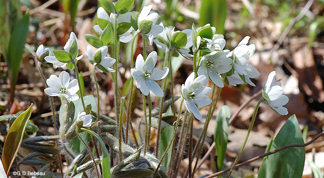 Sharp-lobed Hepaticas