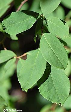 Leatherwood Leaf