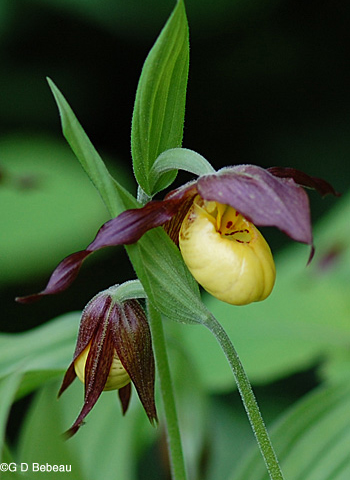 smaller Yellow Lady's-slipper