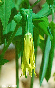 Large Flowered Bellwort