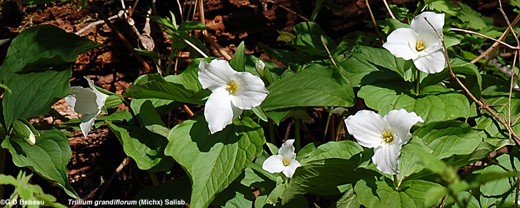 Large Flowered Trillium group