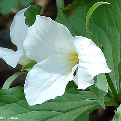 Large Flowered Trillium