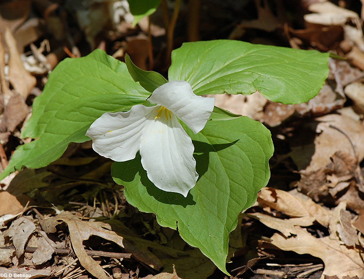 Large Flowered Trillium