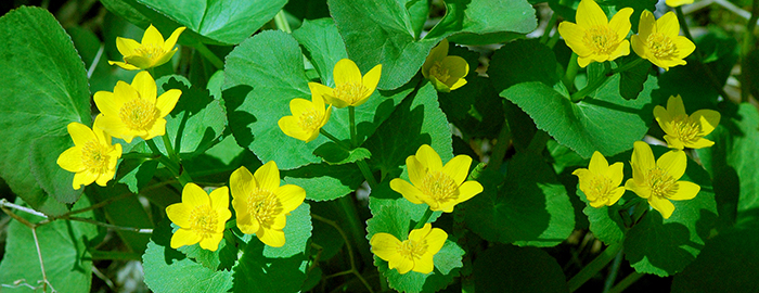 Marsh marigolds