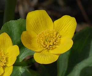 Marsh Marigold