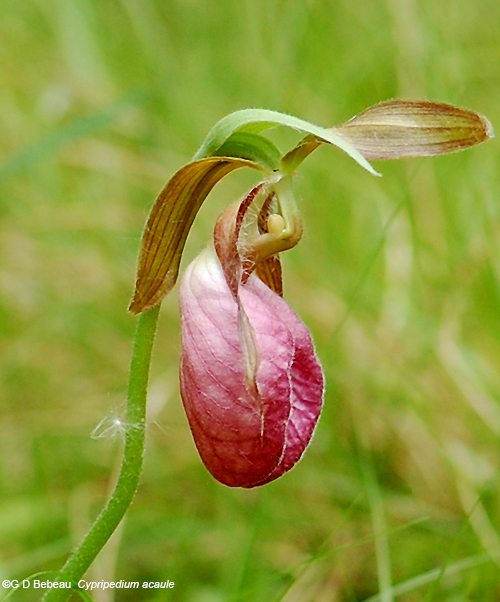 flower side view