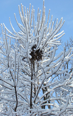 Nest in Snow late March