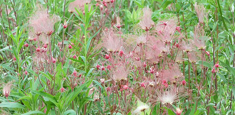 Prairie Smoke