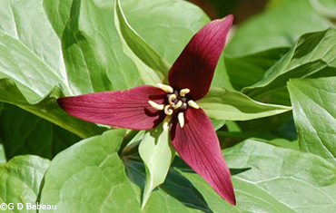 Purple Trillium