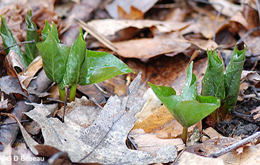 Purple Trillium