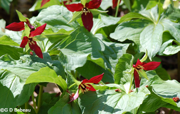 Purple Trillium Group