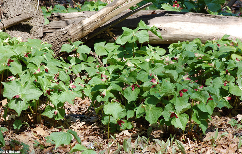 Purple Trilliums