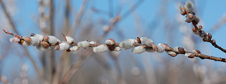 Pussy willow catkins breaking bud