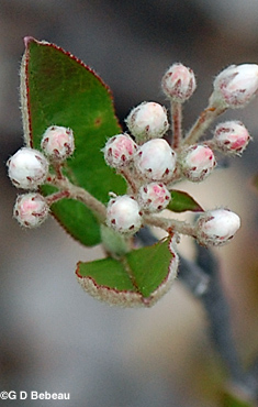 Red Chokeberry buds