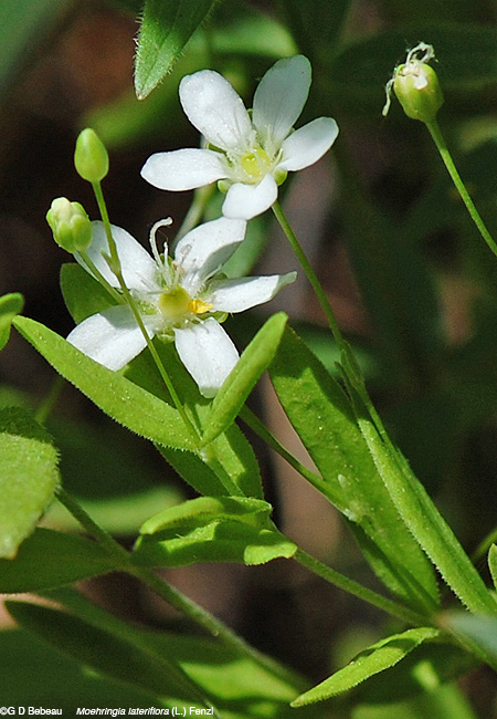 Sandwort blunt-leaf