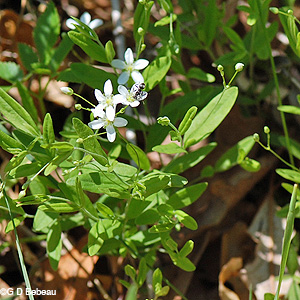Sandwort group