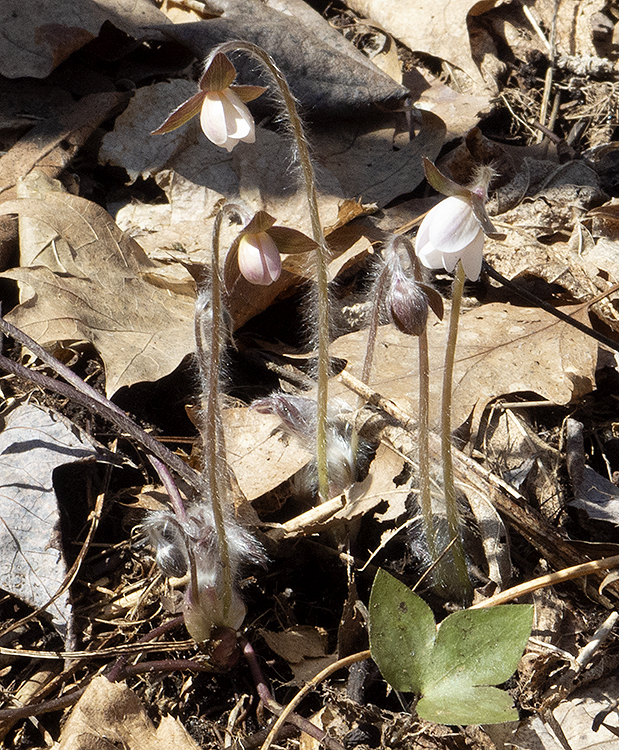 Emerging flowers of Sharp=lobed