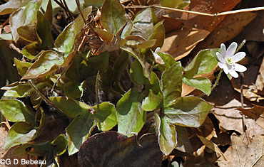 Sharp-libed Hepatica