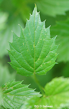 Southern Arrowwood leaf