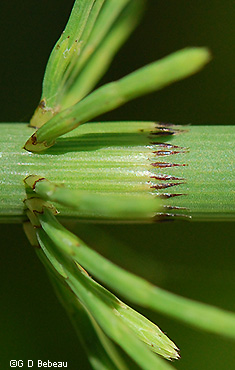 leaf