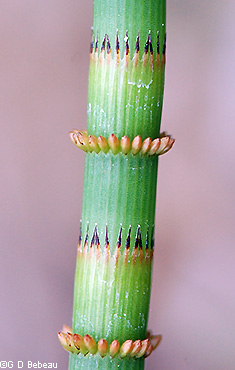 new leaves