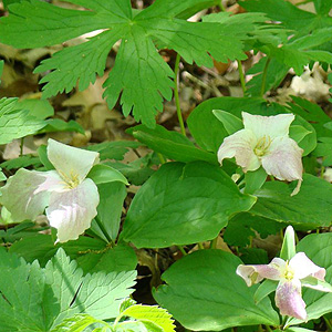 White aged Trilliums