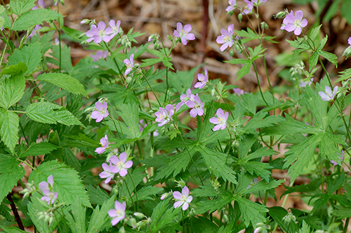 wild geranium plants