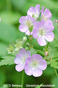 Wild Geranium